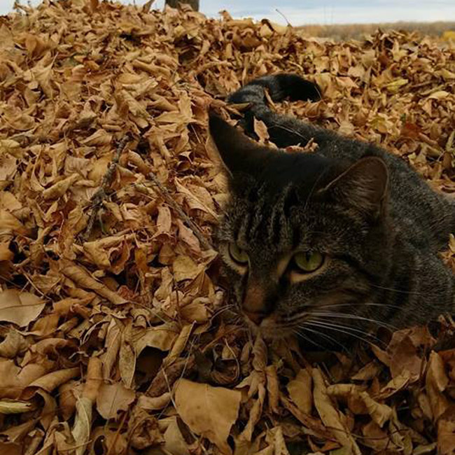 Cat in Leaves