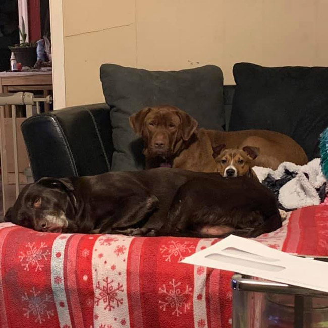 Three Dogs Sitting Together