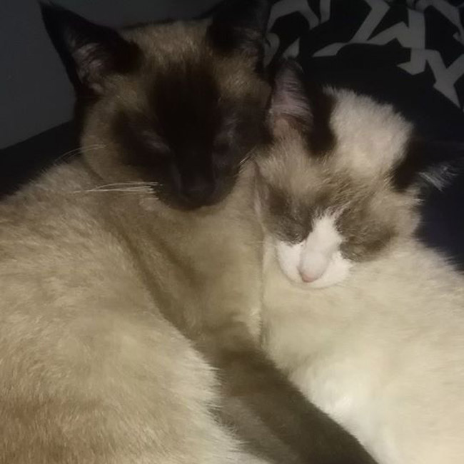 Two Siamese Cats Sleeping